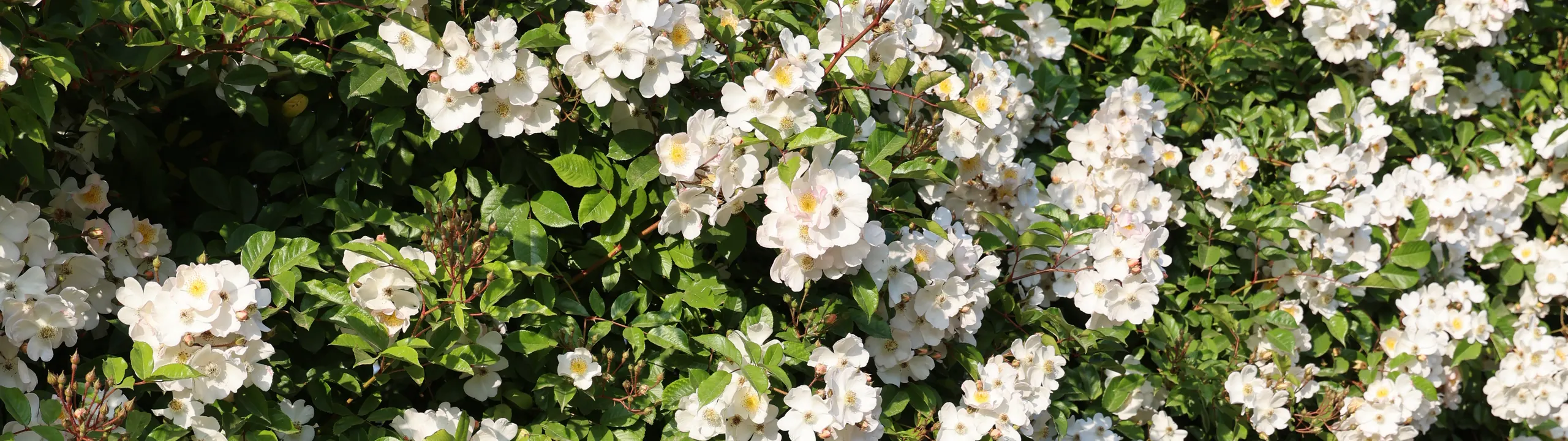 Decorative header